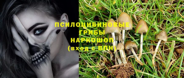 стаф Алзамай